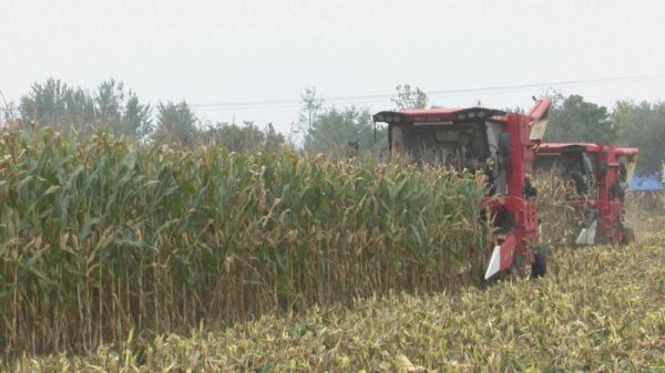 智财资本 秋雨里的“颗粒归仓”