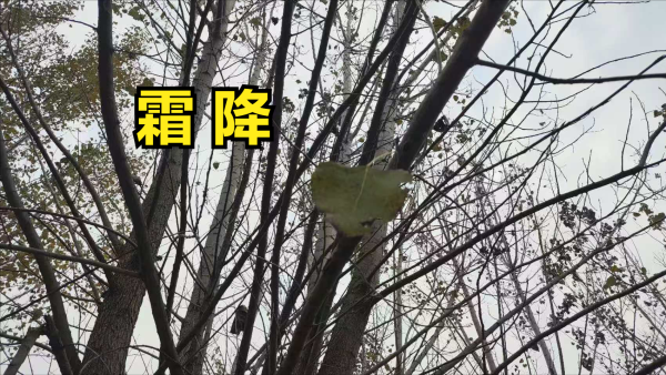 金来源 “霜降进补，来年打虎”，明日霜降，学会这4道菜谱，安稳过秋冬